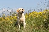 LABRADOR 390